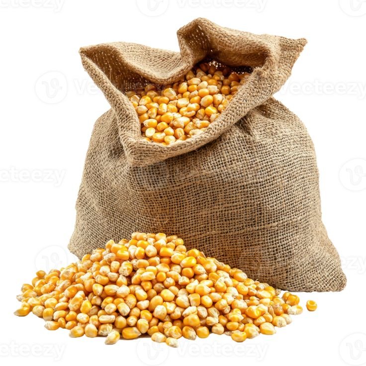 Corn Spills Out of a Sack front view isolate on transparent background
